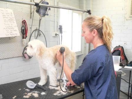 Brighton and District Grooming | 167 North Rd, Gardenvale VIC 3185, Australia | Phone: (03) 9530 6732