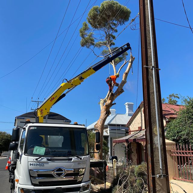 Adelaide Arborists | 4/33 Waddikee Rd, Lonsdale SA 5160, Australia | Phone: 0450 460 123