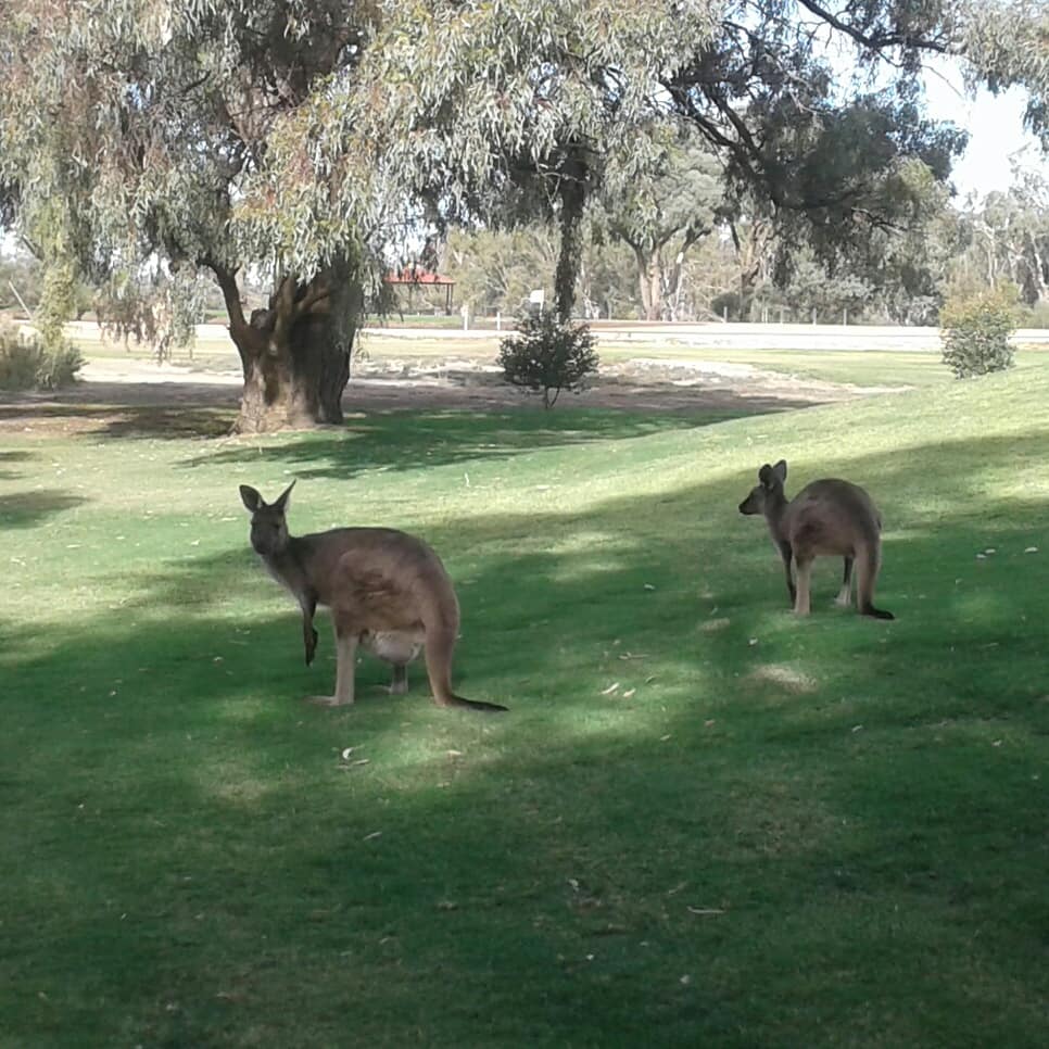 Deniliquin Golf Club | 1 Golf Club Rd, Deniliquin NSW 2710, Australia | Phone: (03) 5881 1325