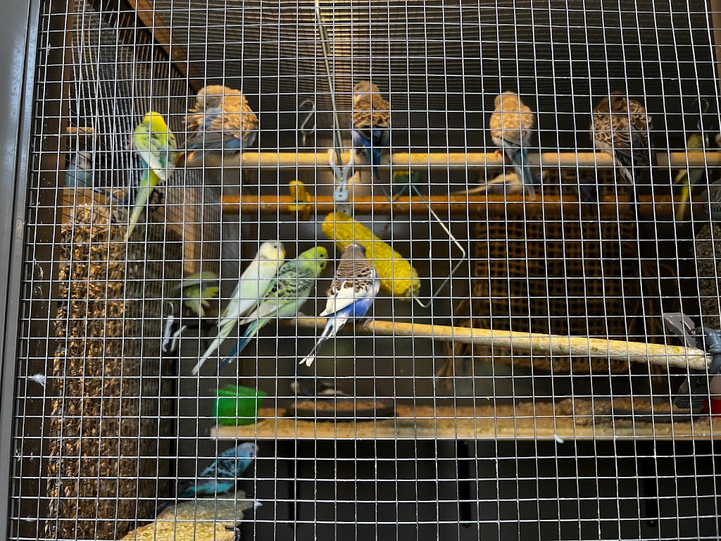 Just Budgies At Whispering Pines Aviary | 31 Pinetree Ct, Mudgeeraba QLD 4213, Australia | Phone: 0412 993 334