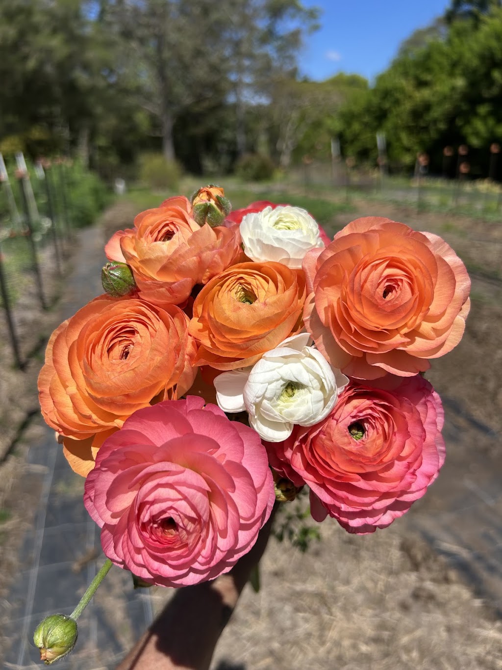 Little Miss Bloom Farm | 40 Piggotts Rd, Guanaba QLD 4210, Australia | Phone: 0402 412 240
