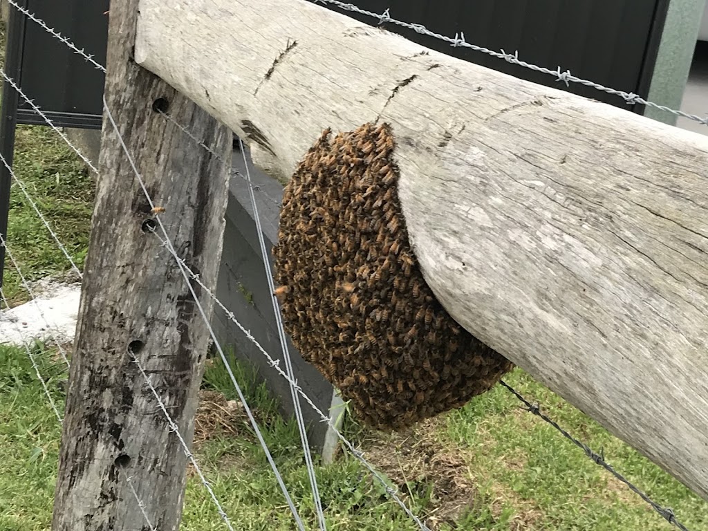 Adleys Honey | 16-24 Yarragee Rd, Moruya NSW 2537, Australia | Phone: 1300 741 020