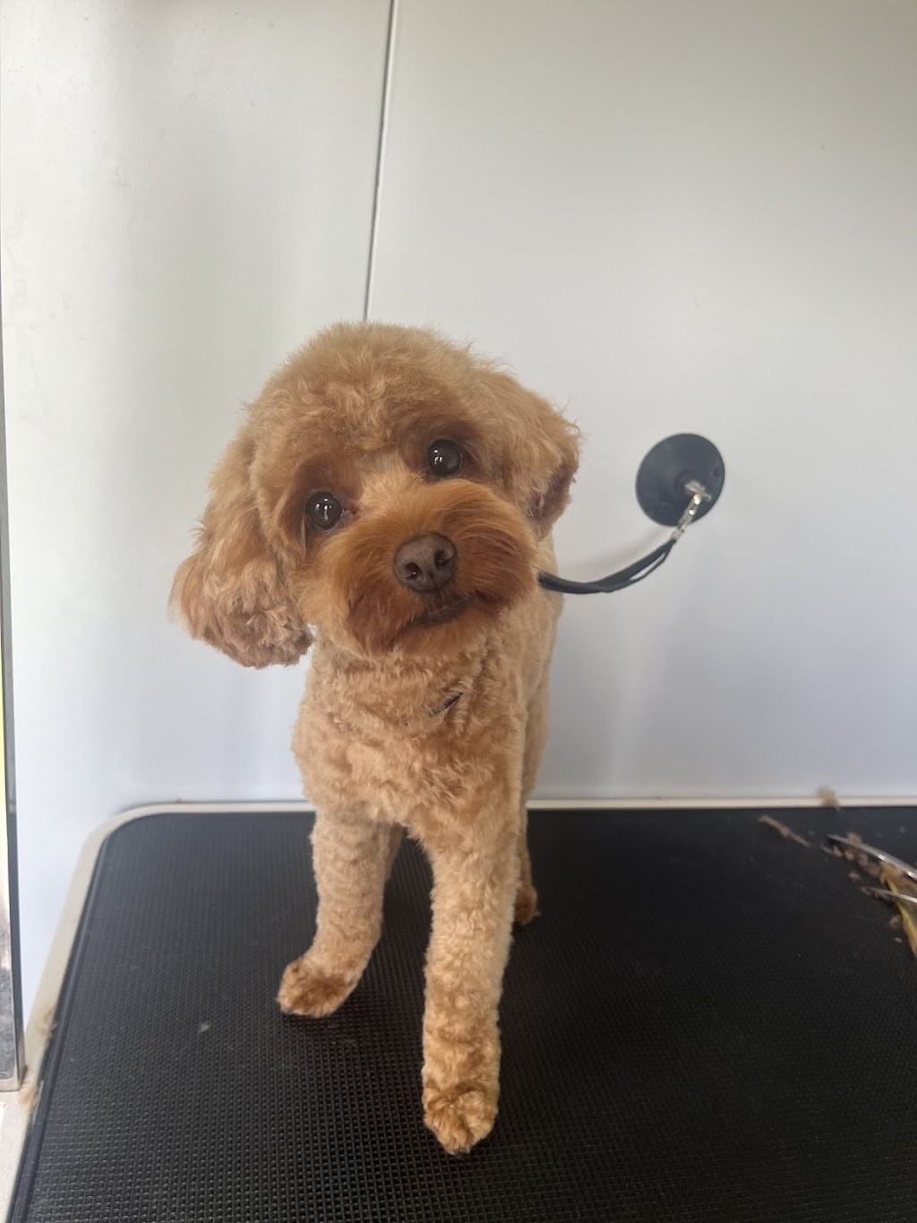 The Mobile Dog Barber | Leopardwood Rd, Cedar Grove QLD 4285, Australia | Phone: 0400 739 869