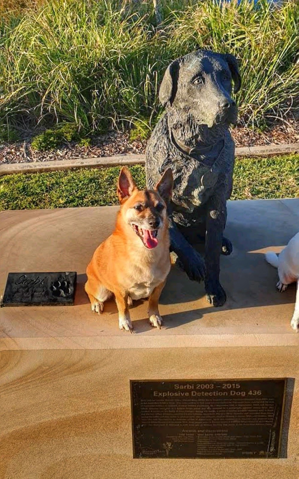 Sarbi Dog Park | park | 63 Brownell St, Warner QLD 4500, Australia
