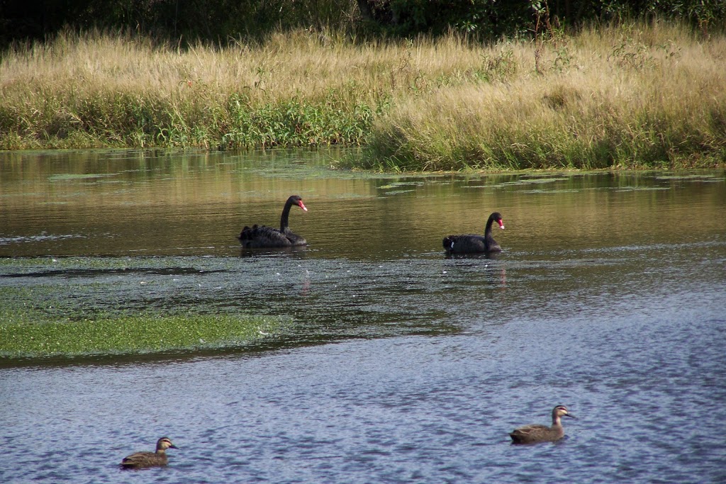 Hunter Wetlands Centre Australia | park | 1 Wetlands Pl, Shortland NSW 2307, Australia | 0249516466 OR +61 2 4951 6466