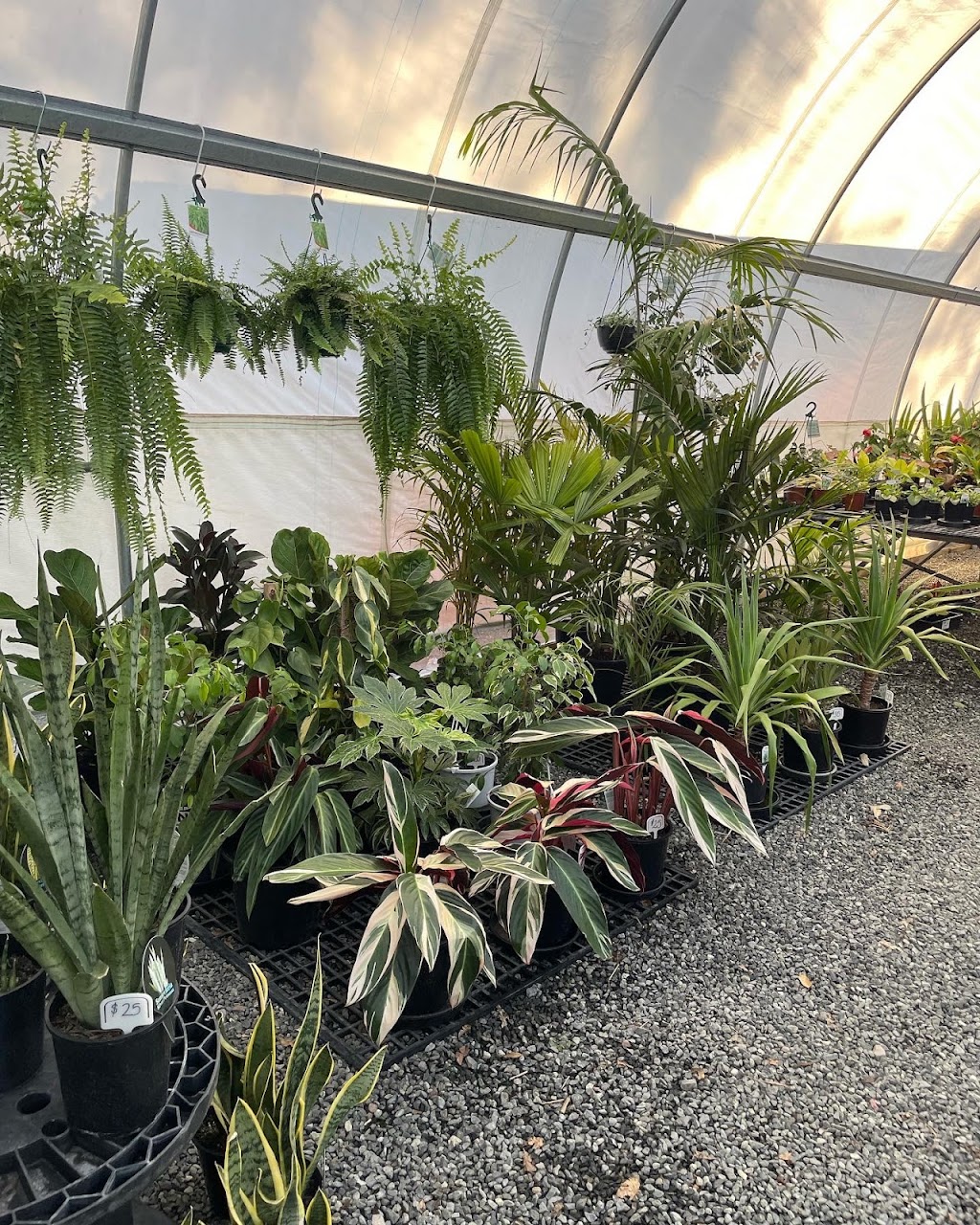 The Dirty Gardener | 943 Paterson Rd, Woodville NSW 2321, Australia | Phone: 0439 602 990