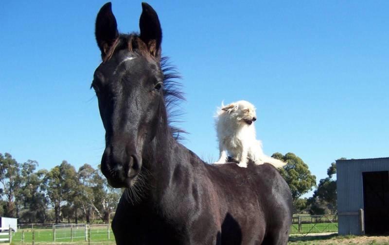The Cottage Equestrian Facility |  | 605 North Rd, Cranbourne South VIC 3977, Australia | 0428173800 OR +61 428 173 800
