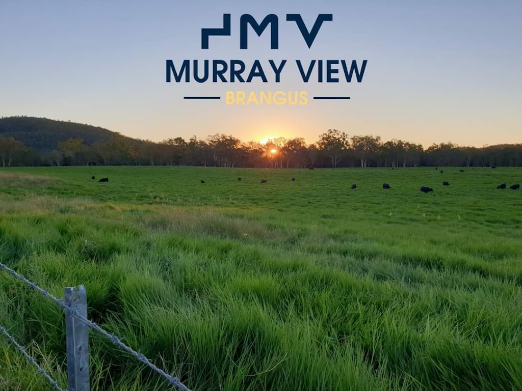 Murray View Brangus | 147 Paul Burger Rd, Mount Ossa QLD 4741, Australia | Phone: 0427 072 675