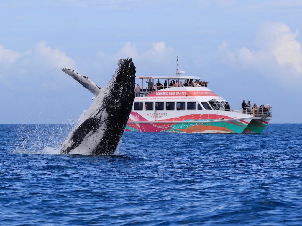 Boat Club Whale Watch | travel agency | Buccaneer Dr, Urangan QLD 4655, Australia | 0741978766 OR +61 7 4197 8766