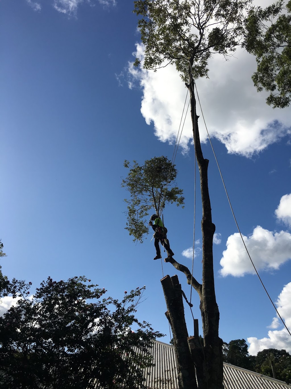 Silky Tree Care |  | 40 Foxs Ln, Tyagarah NSW 2481, Australia | 0423640529 OR +61 423 640 529