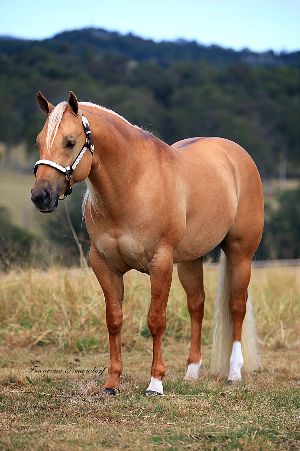 Crownk Quarter Horse Stud | travel agency | 4592 Golden Hwy, Merriwa NSW 2329, Australia | 0265483128 OR +61 2 6548 3128
