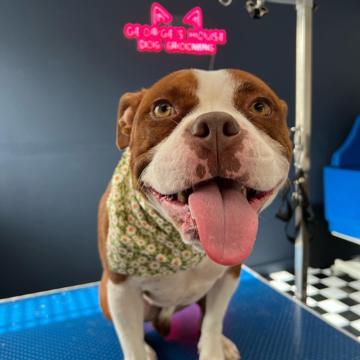 Georges House Dog Grooming Leeton | Palm Ave, Leeton NSW 2705, Australia | Phone: 0493 671 026