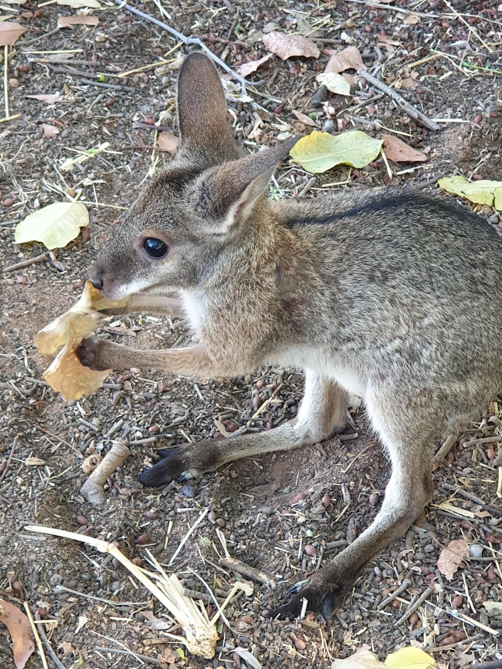 Warrego Wildlife Rescue Rehabilitation & Education Inc. | Redford Rd, Mungallala QLD 4467, Australia | Phone: 0475 095 577
