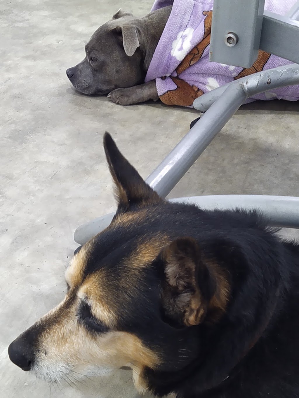 St Arnaud Veterinary Surgery | 14 Inglewood Rd, St Arnaud VIC 3478, Australia | Phone: (03) 5495 1244