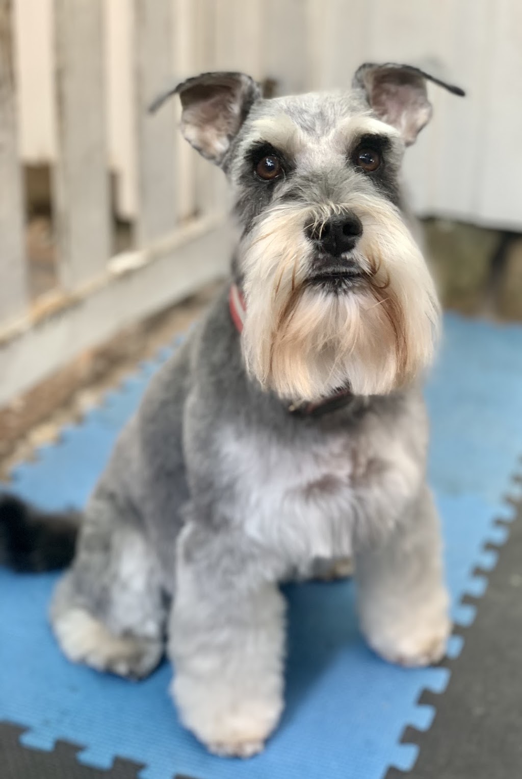Debs Dog Parlour | 36 McArthur Dr, Falls Creek NSW 2540, Australia | Phone: 0414 683 751