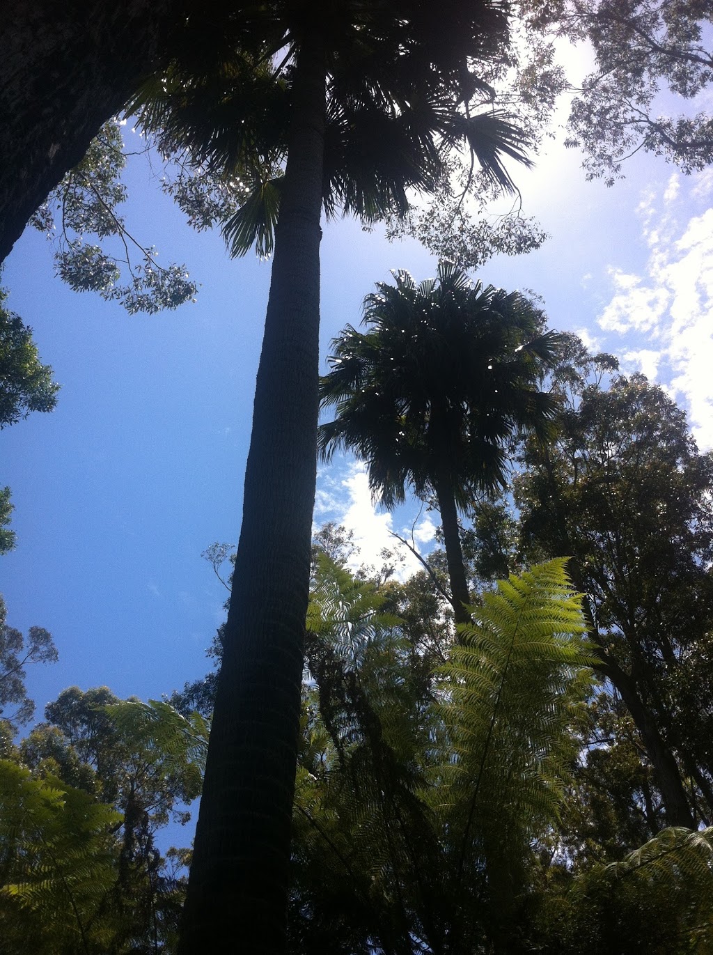 Cabbage Tree Creek Nature Conservation Reserve | park | Victoria, Australia