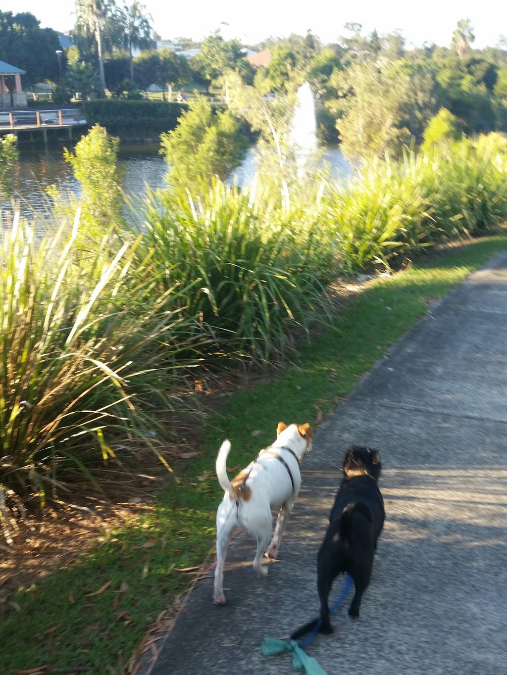 Coomera Springs Park, Coomera - Mrs Lardeedah