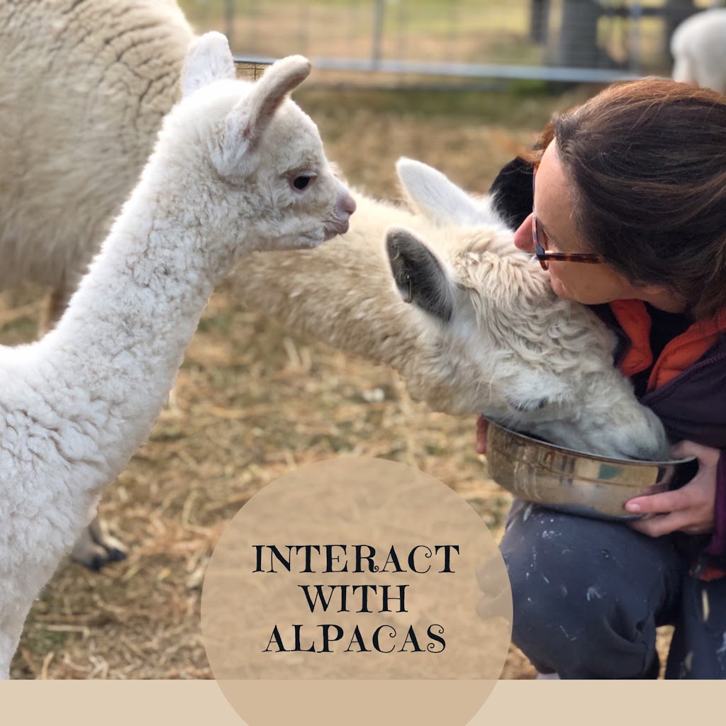 Little Valley Farm - Alpaca Farmstay | lodging | Via appointment only, Laguna NSW 2325, Australia | 0407224150 OR +61 407 224 150