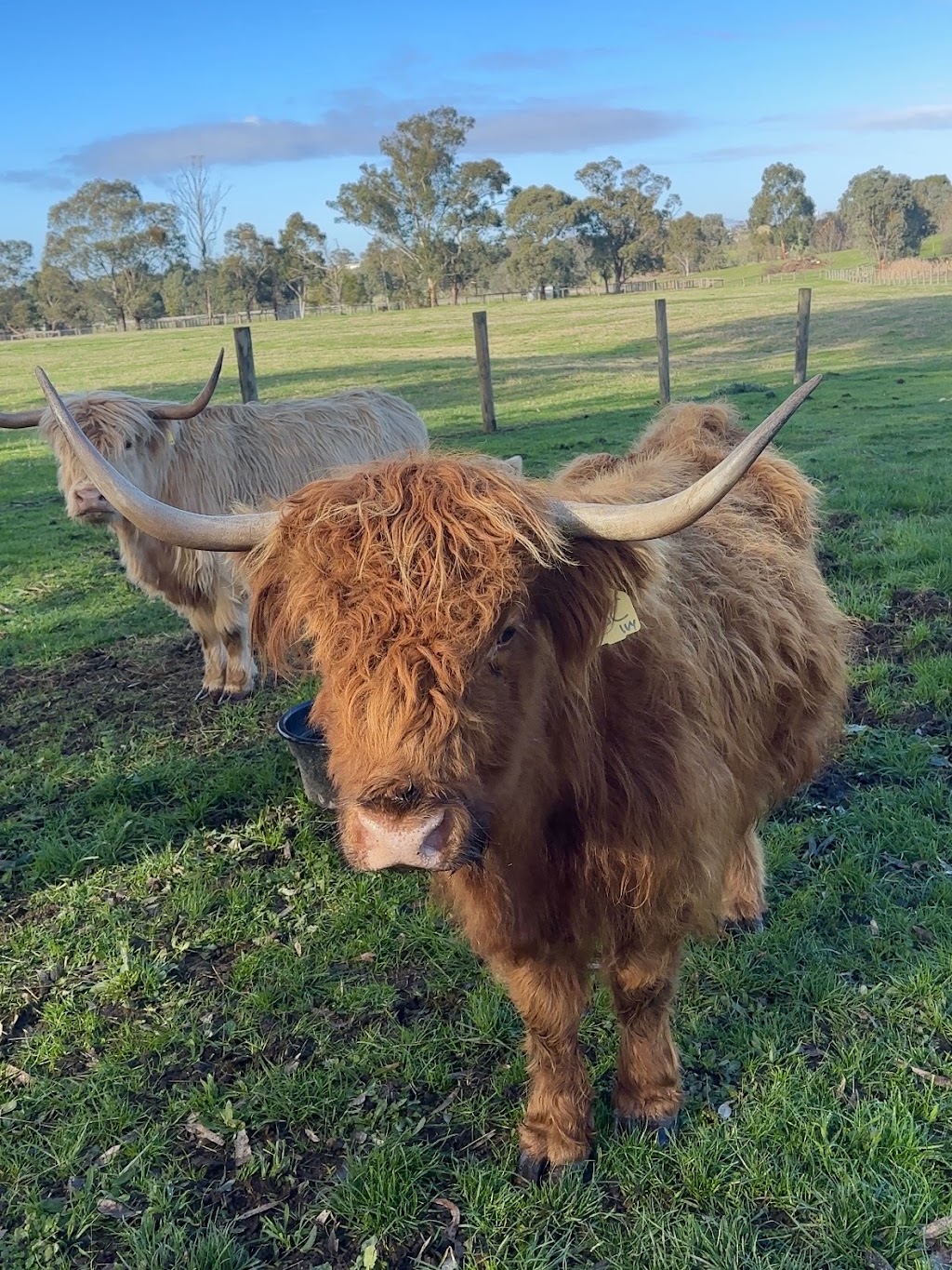 Yangs farm | 308 Steels Creek Rd, Yarra Glen VIC 3775, Australia | Phone: 0420 469 979