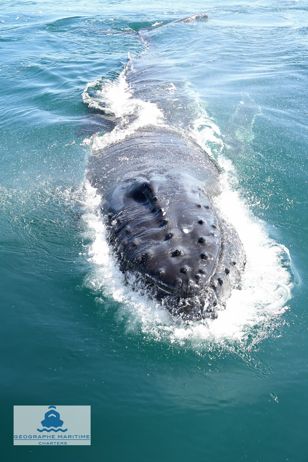 Geographe Maritime Whale Watching Busselton, Fishing & Boat Tour | travel agency | Foreshore Parade, Busselton WA 6280, Australia | 0439626383 OR +61 439 626 383