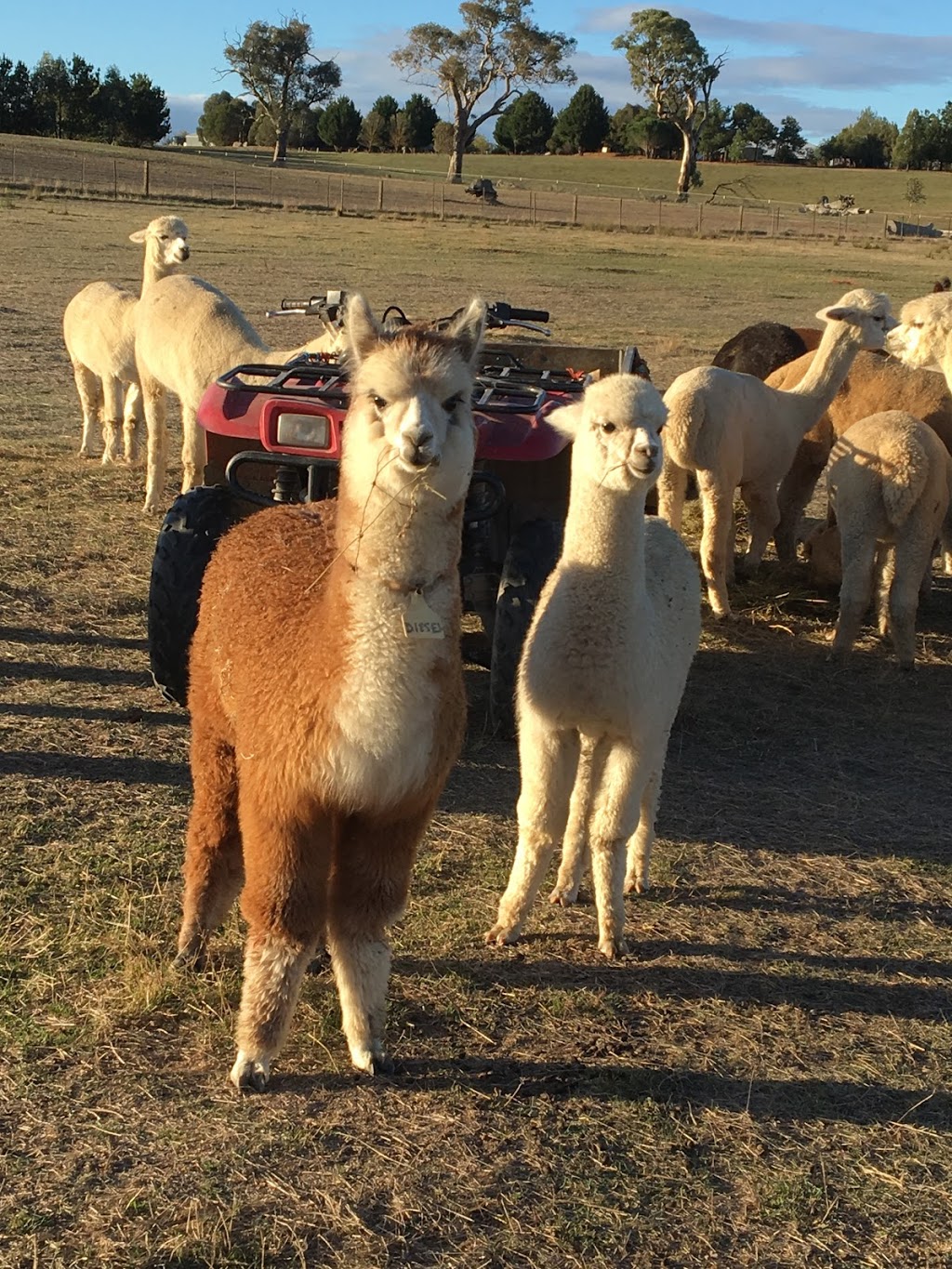 Eaglewood B&B and Alpaca Stud | 156 Isabel Dr, Murrumbateman NSW 2582, Australia | Phone: (02) 6227 0243