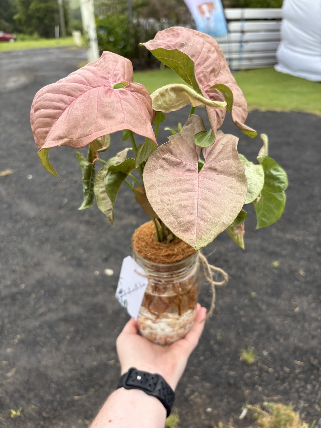 Potted With Love | 54 Currajong St, Evans Head NSW 2473, Australia | Phone: 0466 333 414
