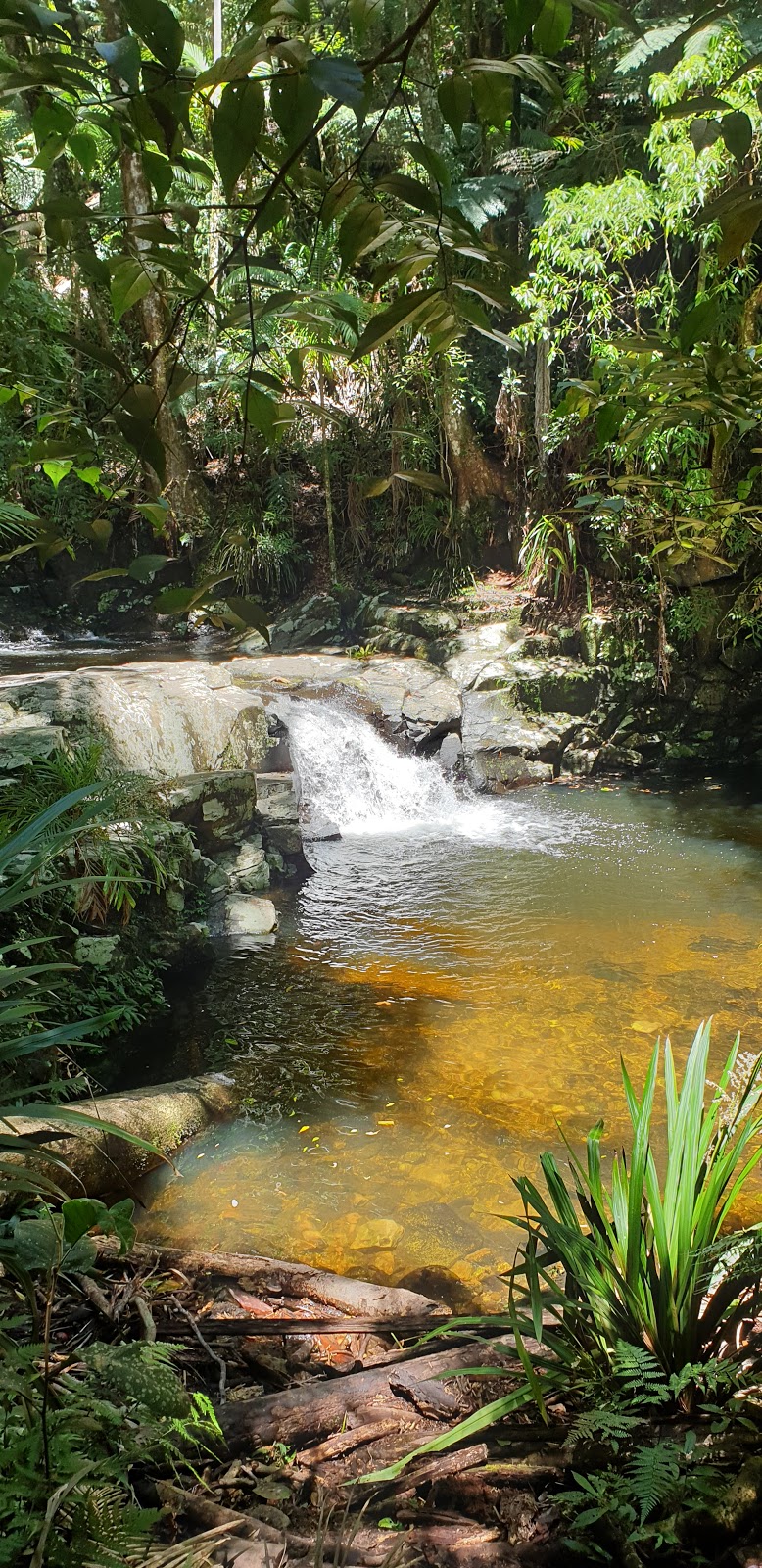 Minyon Falls walking track | Minyon Loop W, Whian Whian NSW 2480, Australia | Phone: (02) 6627 0200