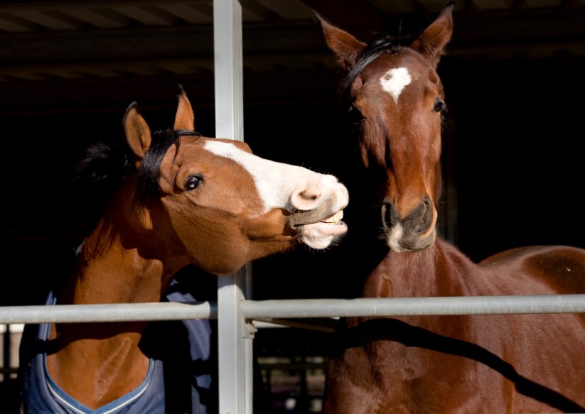 Glenrae Thoroughbreds | Spelling & Horse Agistment | 511 Standen Dr, Lower Belford NSW 2335, Australia | Phone: (02) 6574 7236