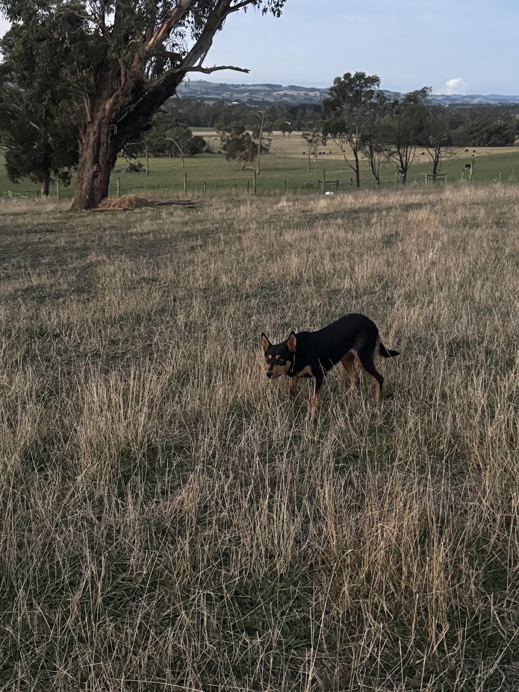 Tarwin.Valley.Kelpies | 500 Meeniyan-Mirboo N Rd, Dumbalk VIC 3956, Australia | Phone: 0439 398 277