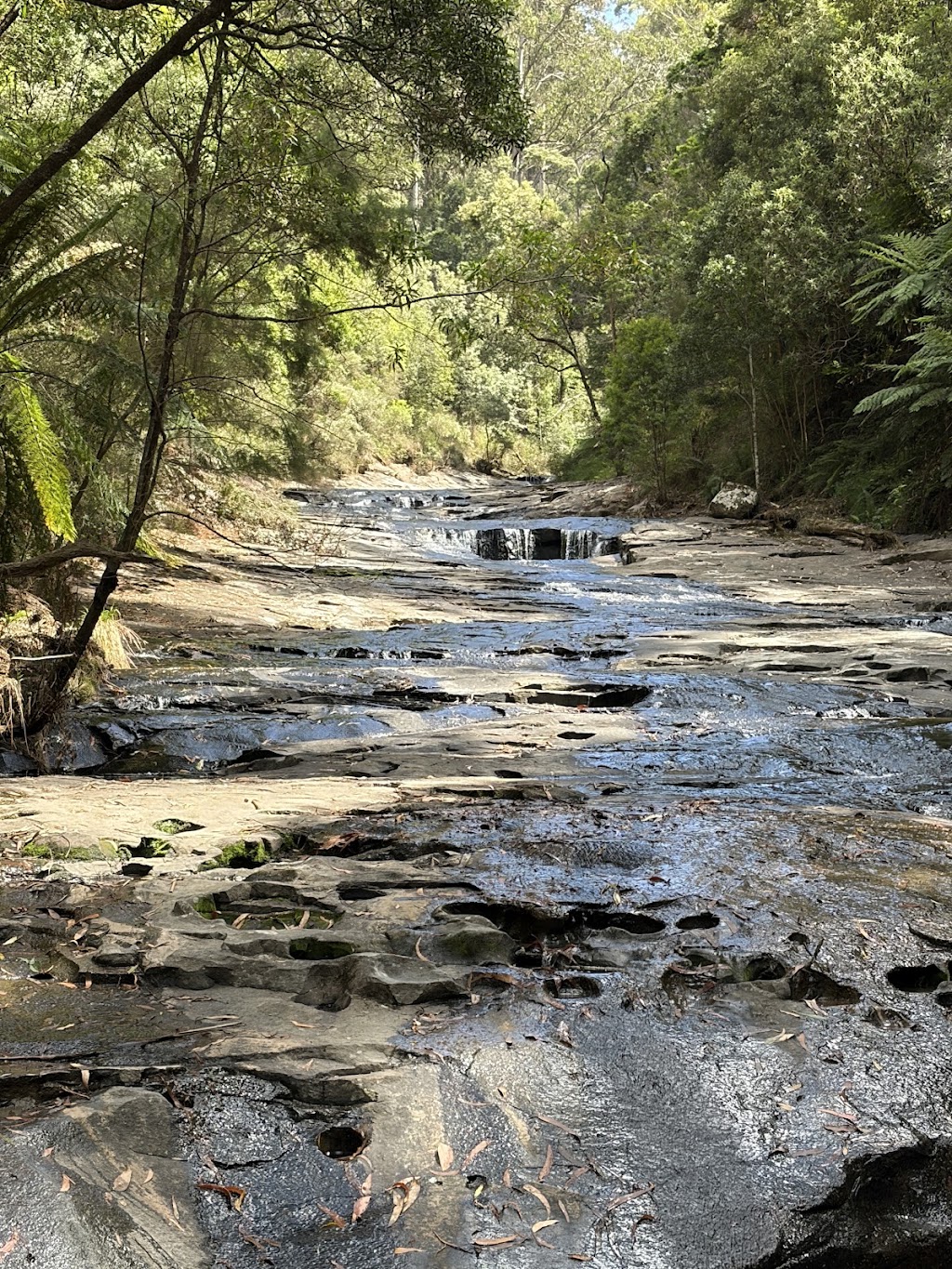 Otway Guides and Shuttles | 17 Toorak Cres, Colac VIC 3250, Australia | Phone: 0438 098 364