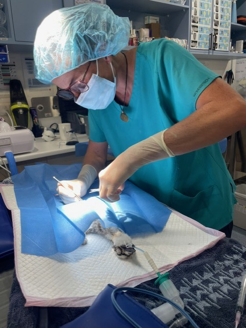 Minjerribah Wildlife Veterinary and Conservation Foundation | 8 Bingle Rd, Dunwich QLD 4183, Australia | Phone: (07) 3487 1009