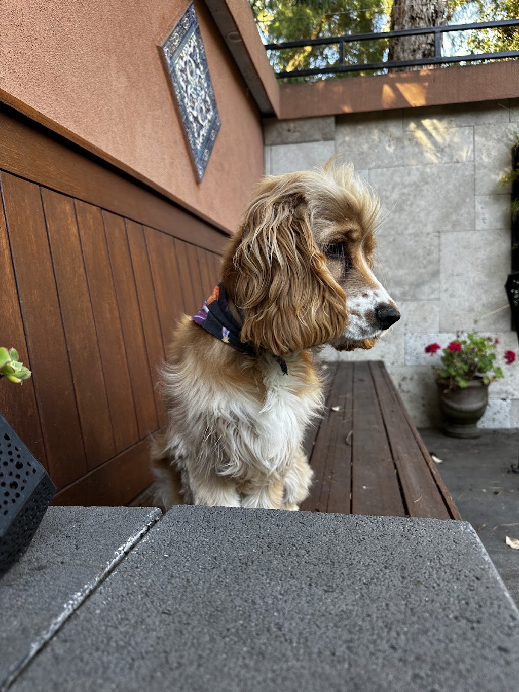 Murphy and Me Dog Grooming | 7 Bell St, Seville VIC 3139, Australia | Phone: 0424 012 033