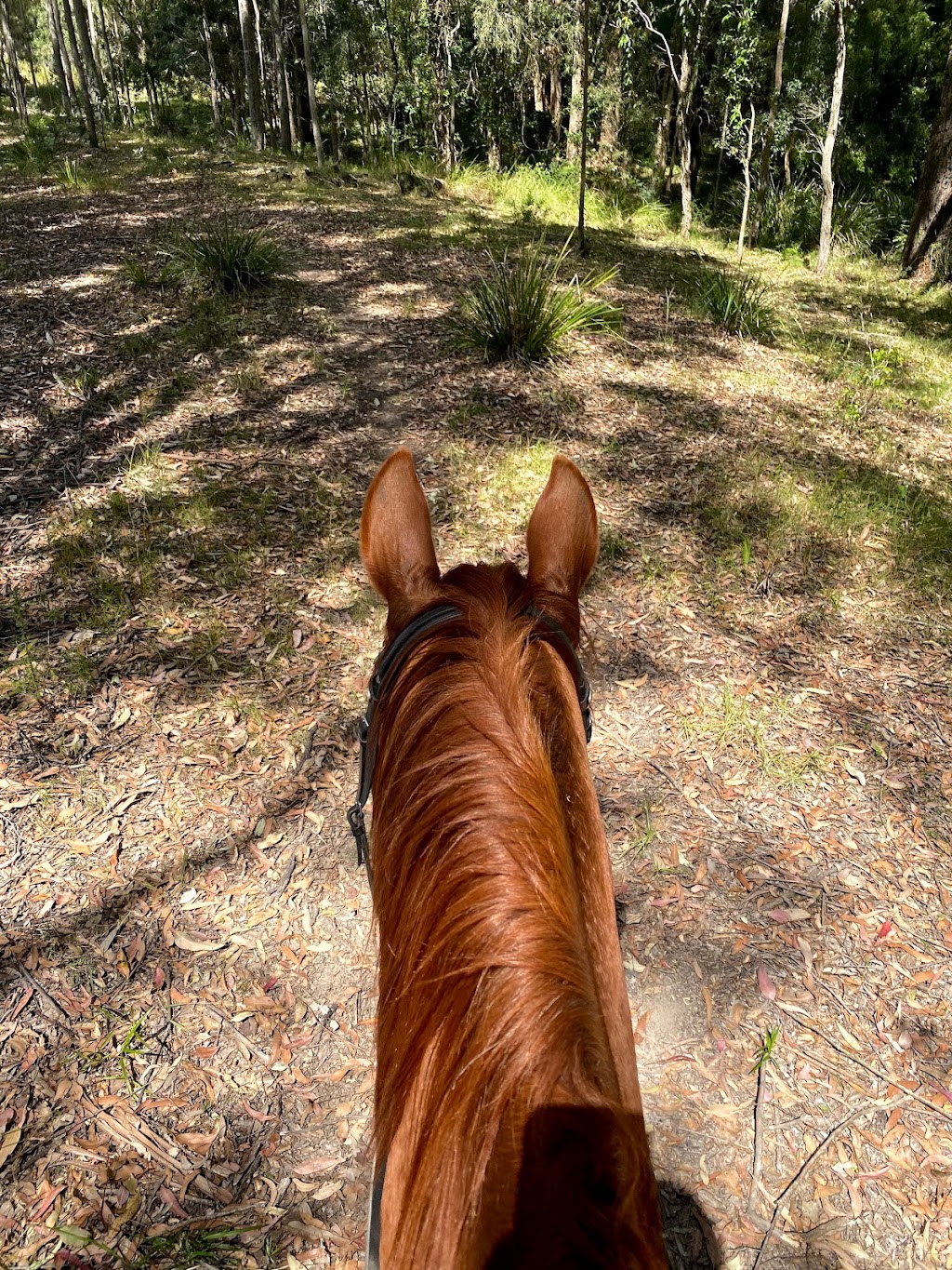 Brighton Park Boutique Agistment | 270 Bushells Ridge Rd, Wyee NSW 2259, Australia | Phone: 0411 113 045