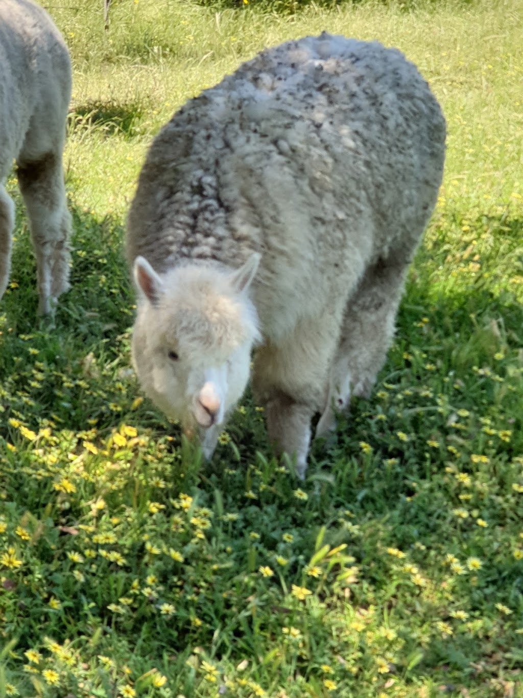Clearview Alpacas |  | Argyle Park, 349 Walls Jct Rd, Bowning NSW 2582, Australia | 0262276147 OR +61 2 6227 6147