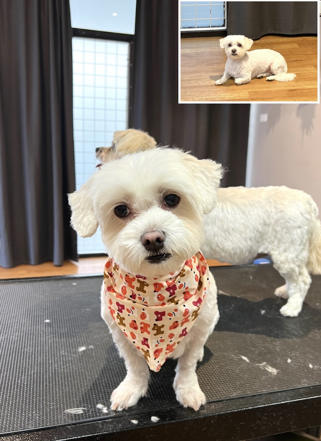 Cozy Pet Grooming Studio | point of interest | Shop 6/1401 Point Nepean Rd, Rosebud VIC 3939, Australia | 0466848855 OR +61 466 848 855