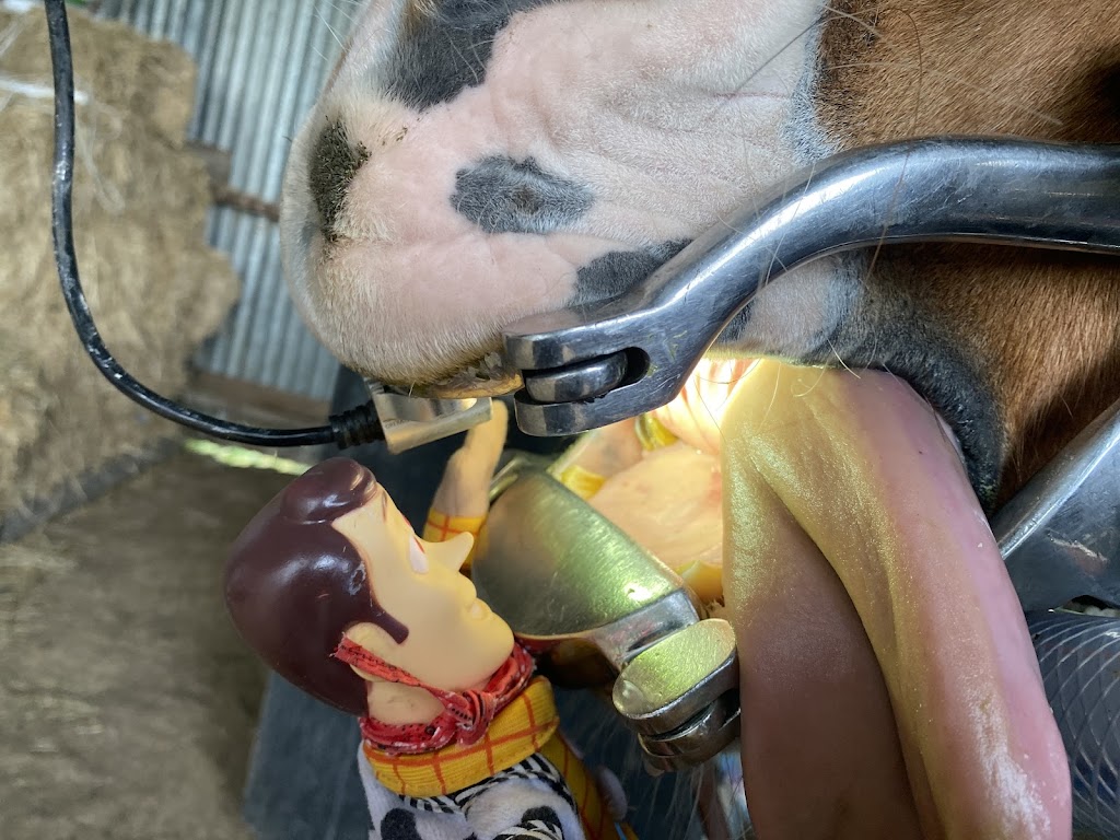 Advanced Equine Dentistry | 245 Gellibrand Dr, Sandford TAS 7020, Australia | Phone: 0418 598 621