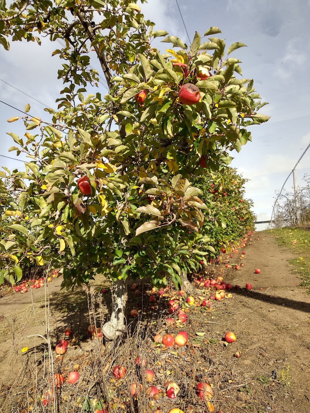 TNT Produce | 153 Kurts Rd, Bilpin NSW 2758, Australia | Phone: 0410 676 152