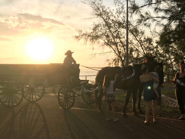 Darwin Horse and Carriage | Alec Fong Lim Dr, Fannie Bay NT 0820, Australia | Phone: 0427 651 440