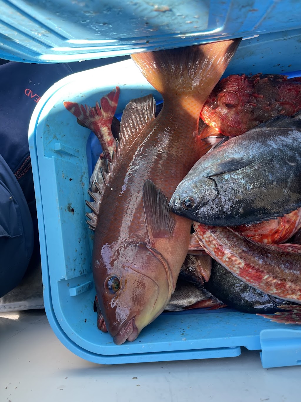 Pro Perch Fishing Charters | Endeavour Dr, Wollongong NSW 2500, Australia | Phone: 0433 918 869
