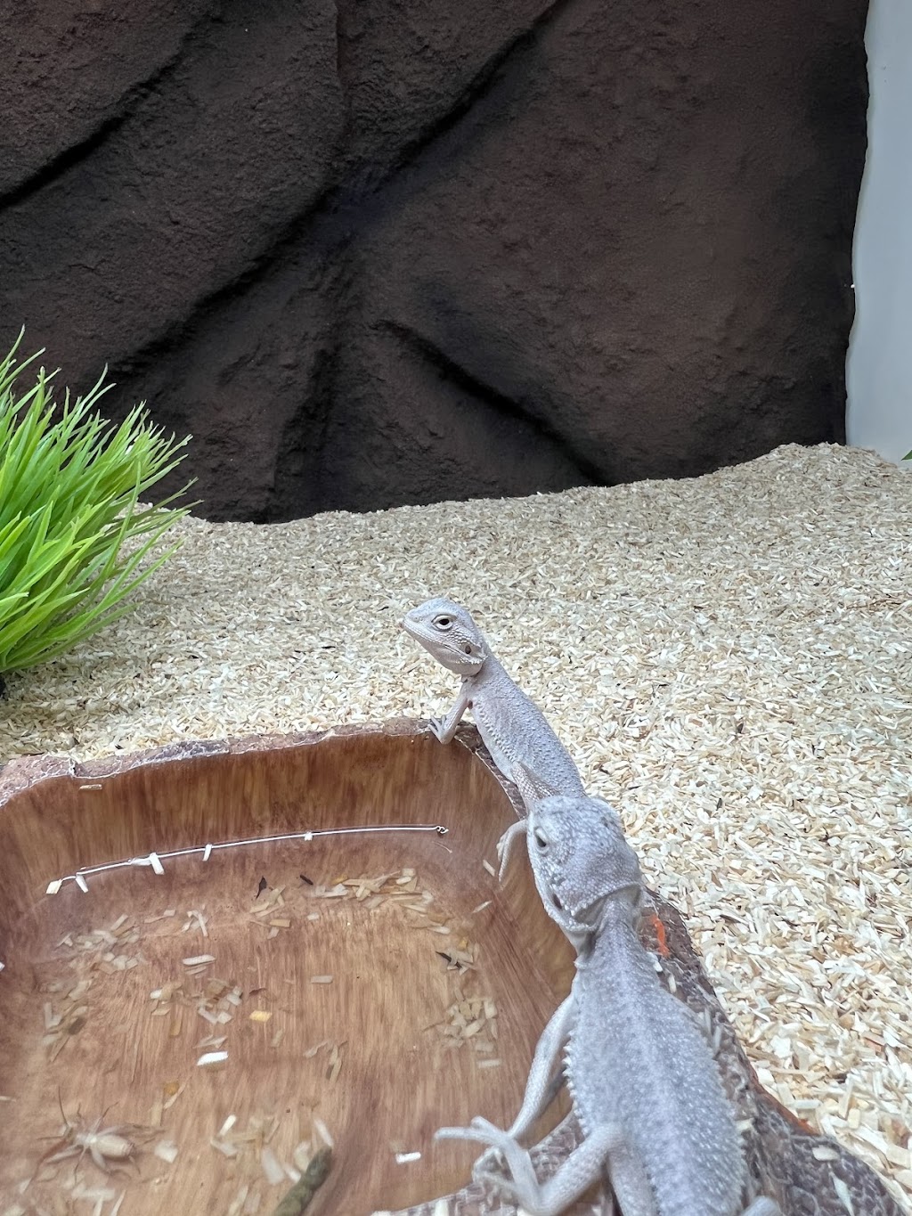 Totally Reptiles Vic Central | Unit 3/12 Lockwood Rd, Kangaroo Flat VIC 3555, Australia | Phone: (03) 5441 5870