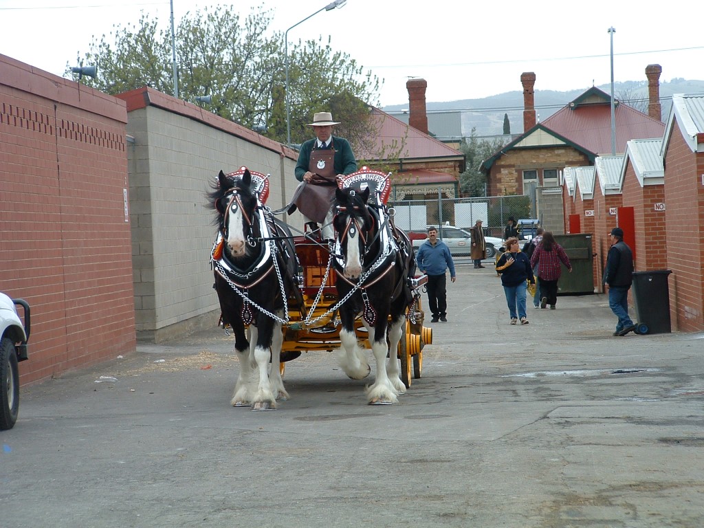 Asterisk Horse-collars & Harness | 49 Allan St, Henty NSW 2658, Australia | Phone: (02) 6929 3441