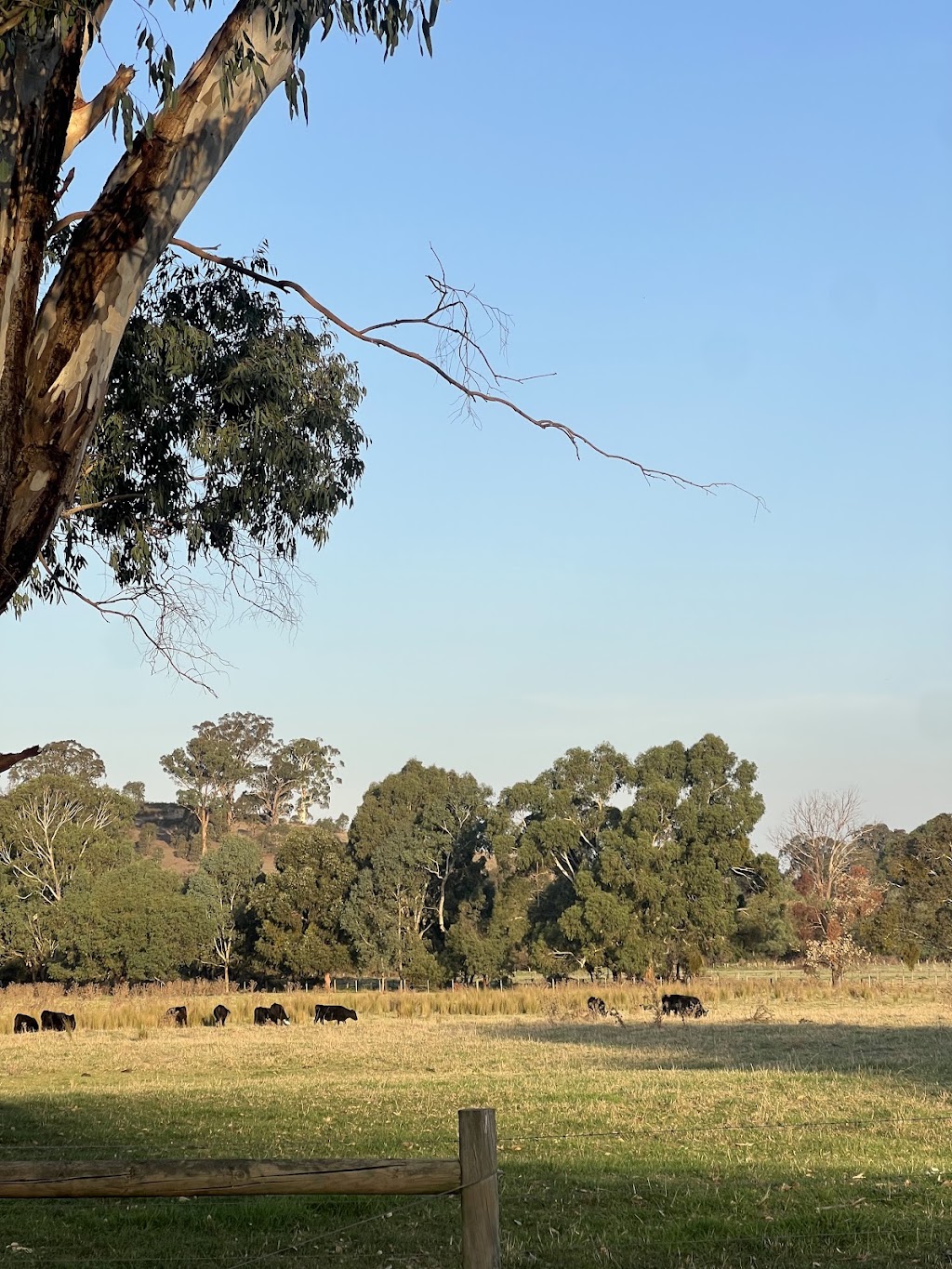 Yangs farm | 308 Steels Creek Rd, Yarra Glen VIC 3775, Australia | Phone: 0420 469 979