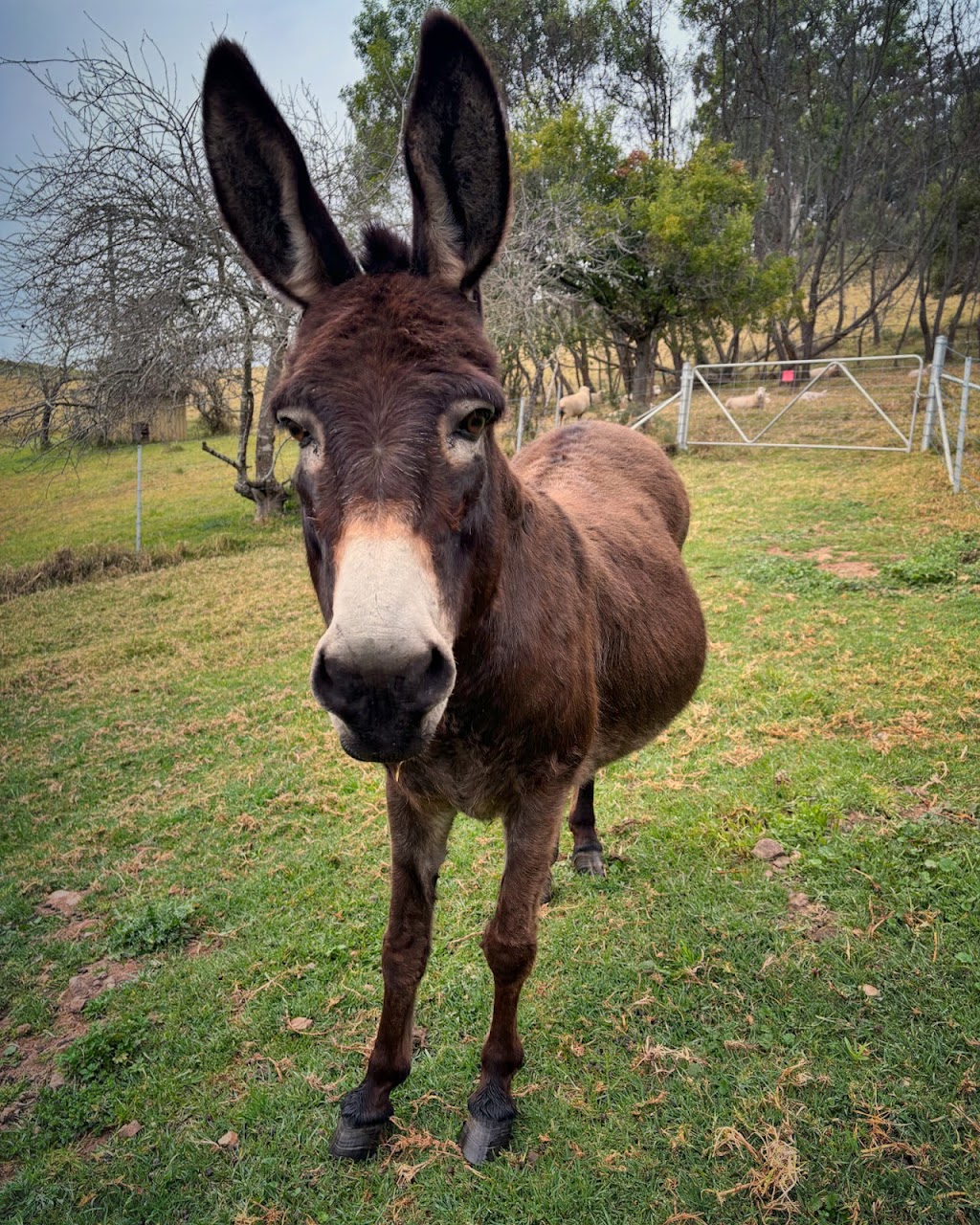 Edenvale Farmstay | 270 Ballantyne Rd, Nethercote NSW 2549, Australia | Phone: 0424 263 440
