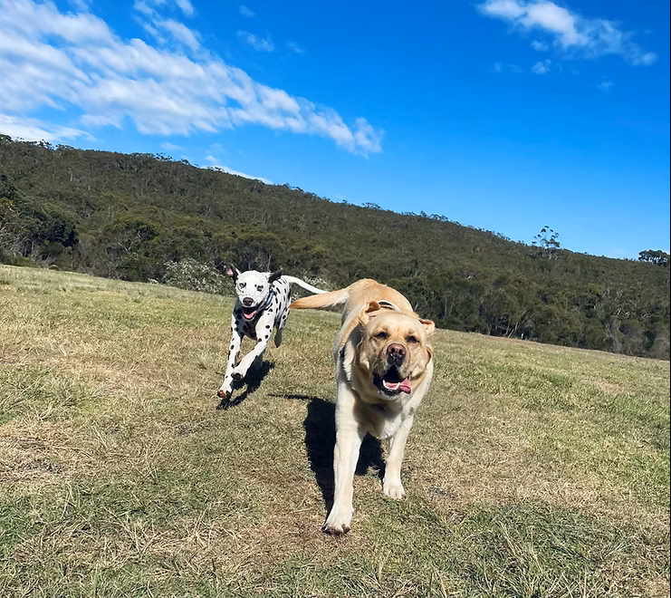 Wags Petcare | Cromer Rd, Cromer NSW 2099, Australia | Phone: 0426 171 191