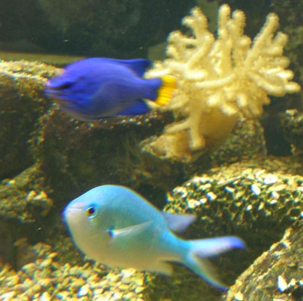 Aquasearch Aquarium | aquarium | 6/10 Elena St, Nelly Bay QLD 4819, Australia | 0447769481 OR +61 447 769 481