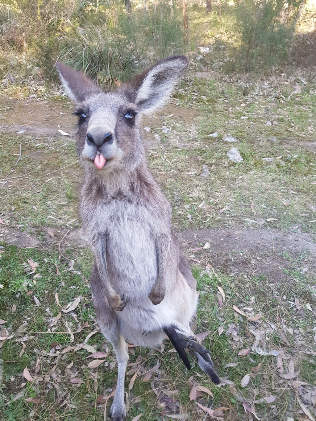 Wallaroo Lodge | Cooee Trail off Moonabung Road, Vacy NSW 2421, Australia | Phone: 0417 208 727