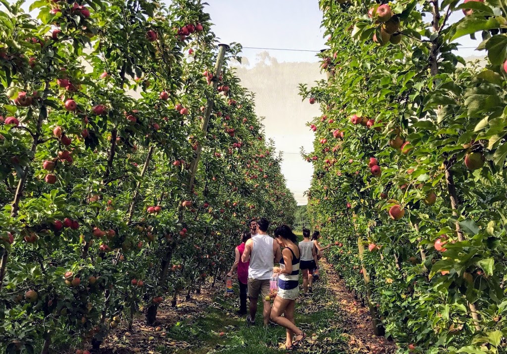 Sanders Apples (U-Pick and Tours) |  | 1020 Yarra Junction-Noojee Rd, Three Bridges VIC 3797, Australia | 0430589310 OR +61 430 589 310