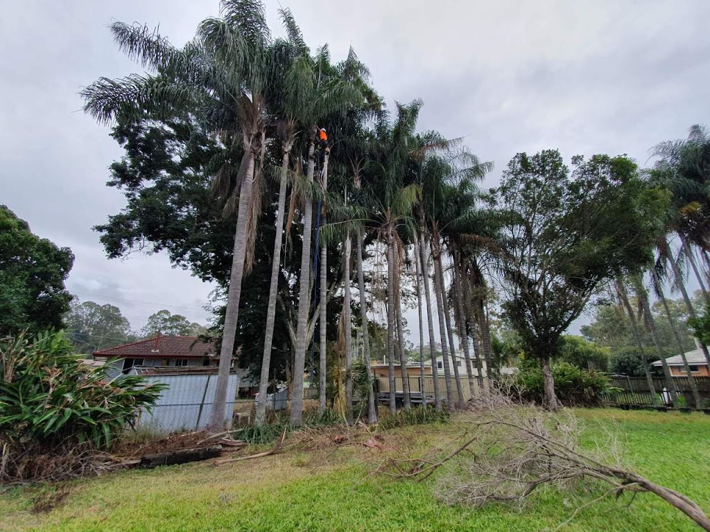 Tree Lopping Gold Coast - Palm Tree Removal & Trimming Experts | 19 Bluetail Cres, Upper Coomera QLD 4209, Australia | Phone: 0466 822 477