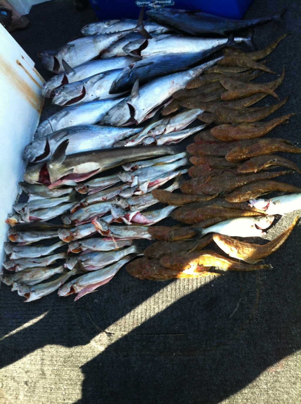 Gold Coast Fishing Charters | Muriel Henchman Dr, Main Beach QLD 4217, Australia | Phone: (07) 5529 9658