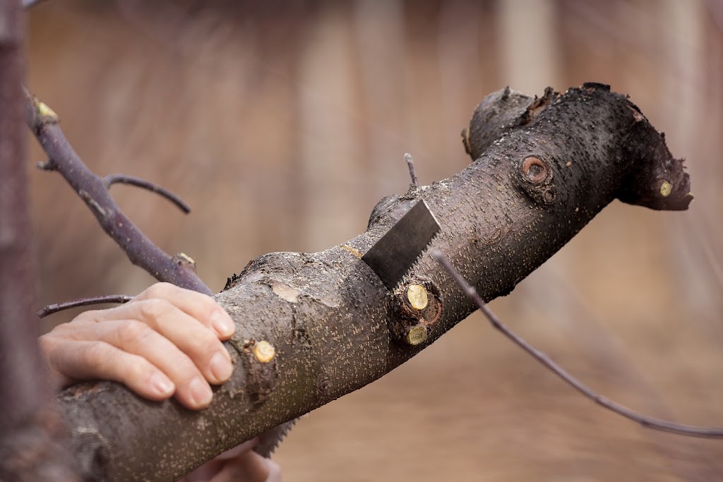 Eraes Tree Lopping Service | 8 Lincluden Pl, Airds NSW 2560, Australia | Phone: 0415 216 640